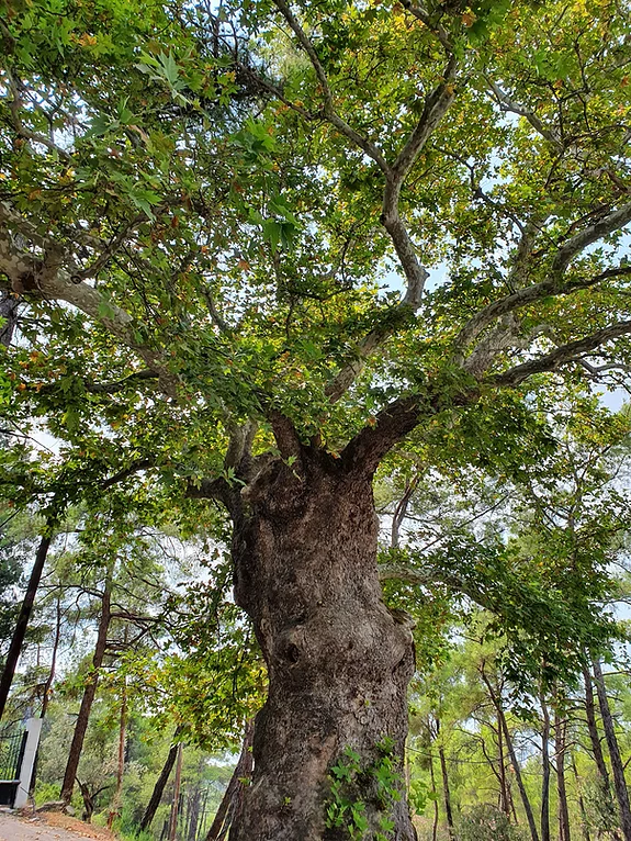 Platana Agios Nektarios